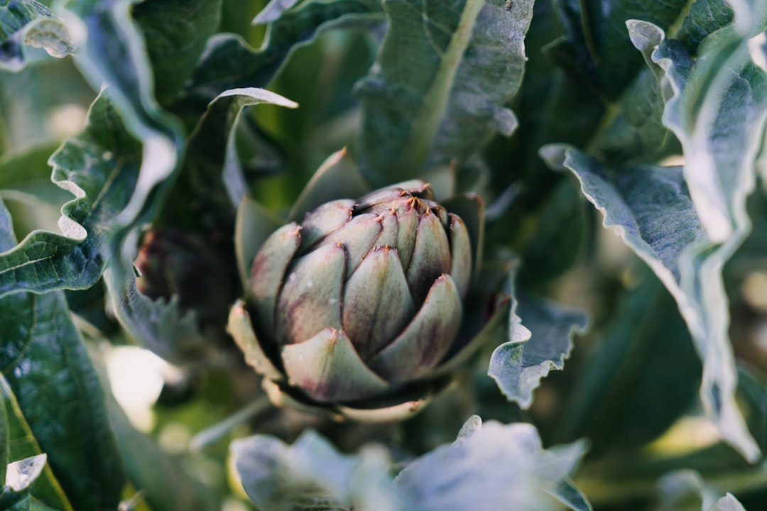 Artichoke