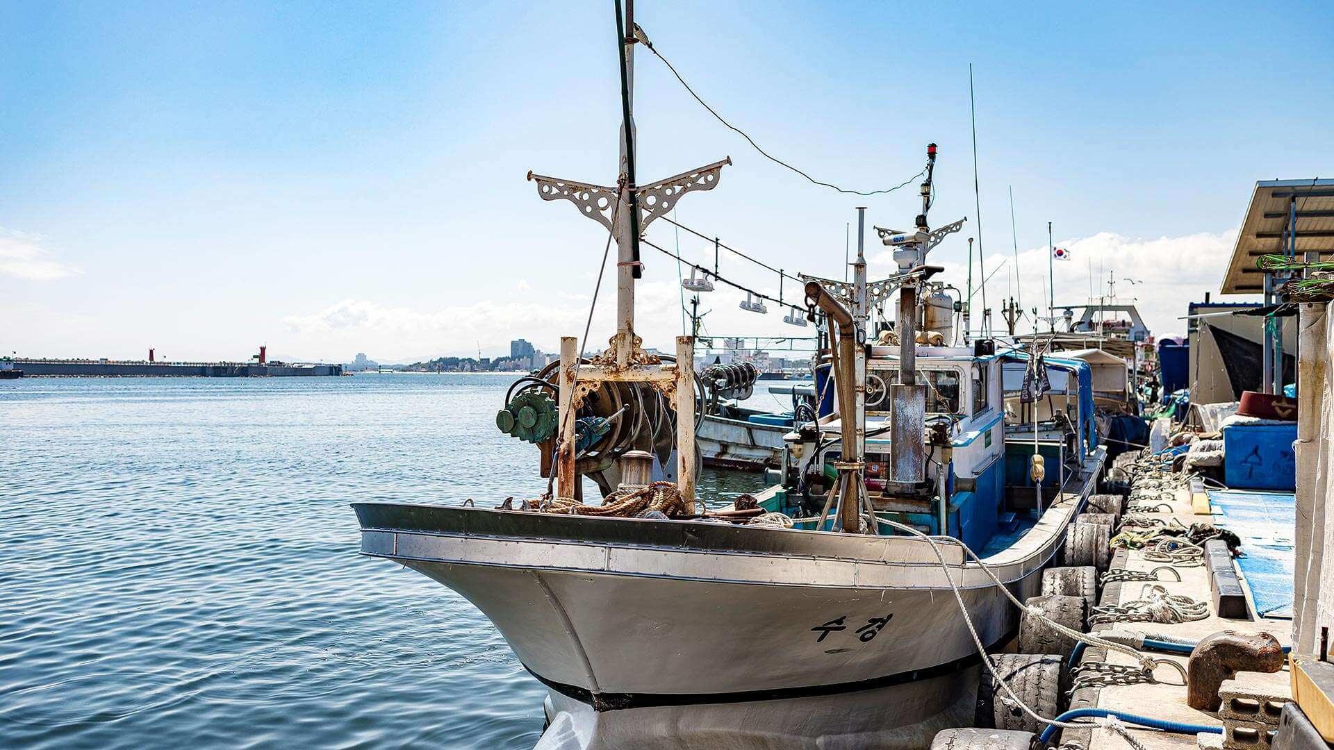 강릉 사근진 해변 유채꽃밭