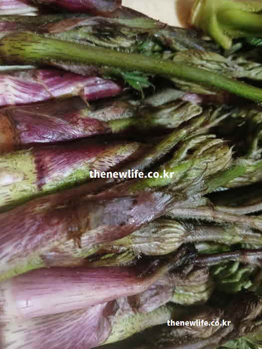 두릅 효능 조리법 독성