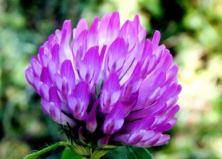 가을에 피는 꽃 토끼풀