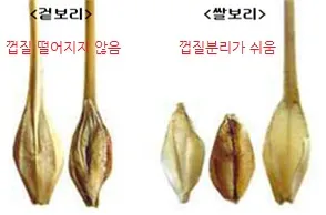 겉보리와 쌀보리의 차이와 가격 비교_8