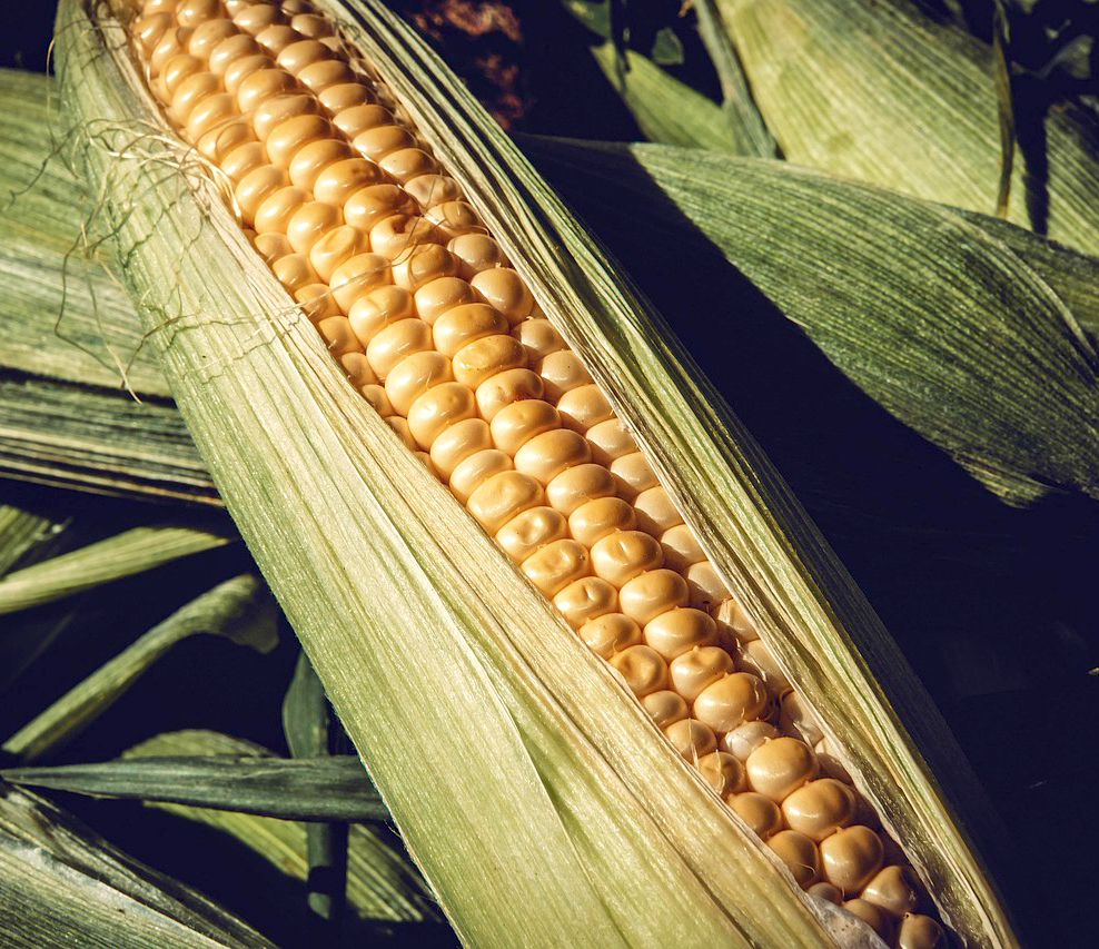 고향사랑기부제