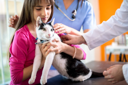 동물 병원에 있는 고양이와 소녀.