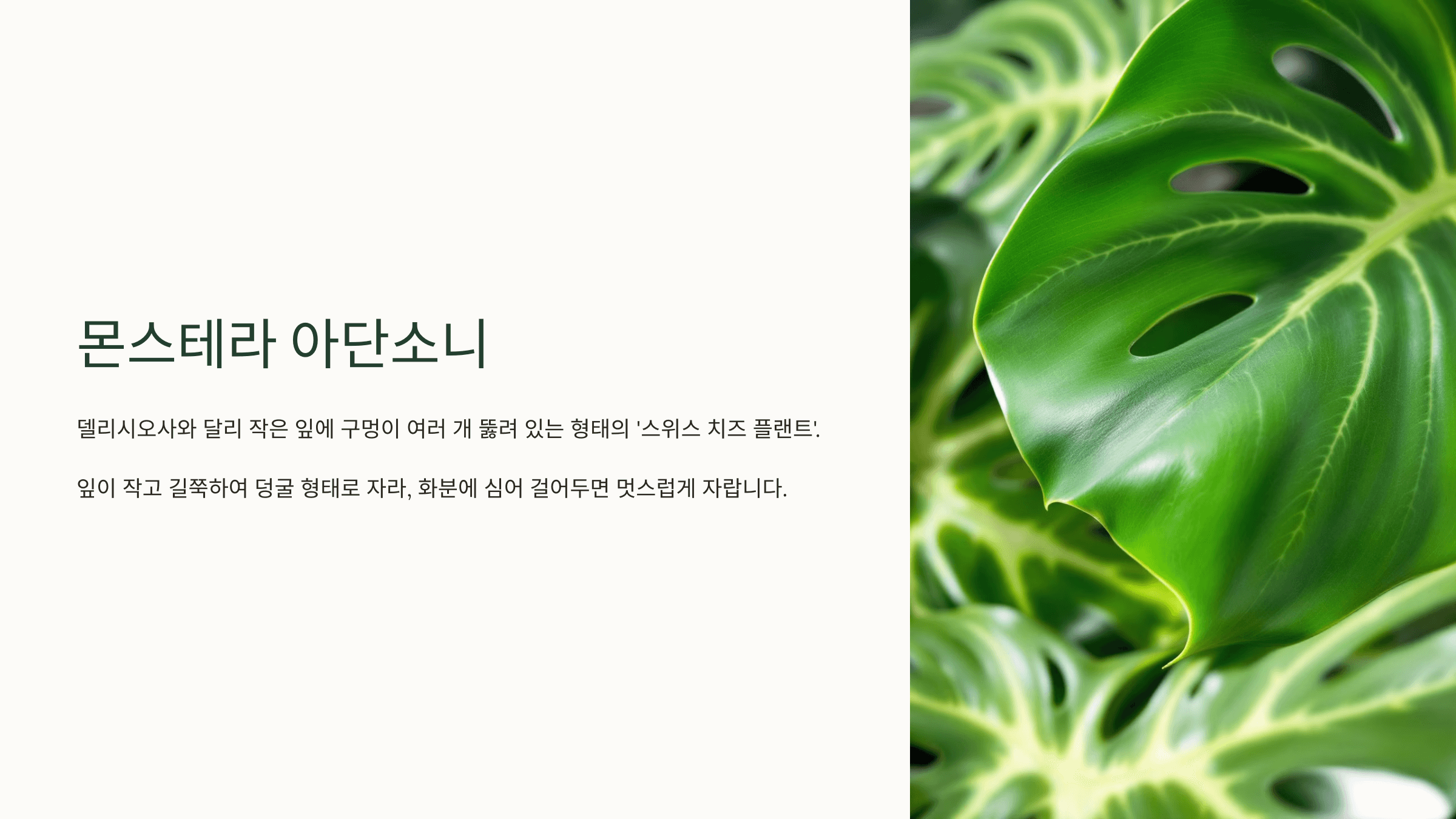 몬스테라와 관련된 사진입니다.