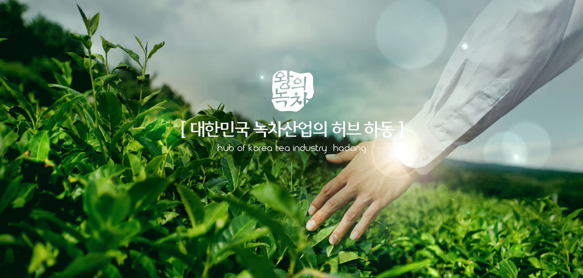 [5월 축제]2025 하동야생차문화축제❘기간, 일정, 체험 프로그램, 공연 정리