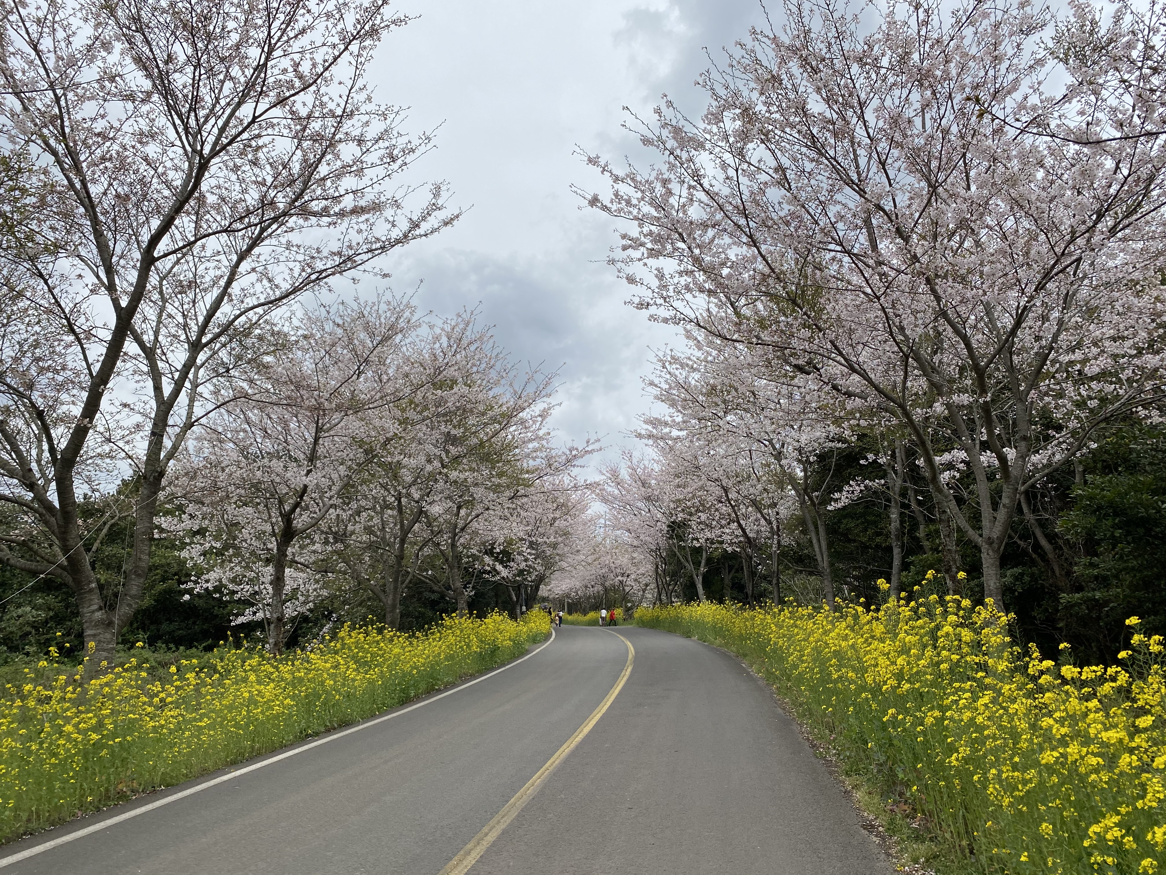 벚꽃 개화시기 2023