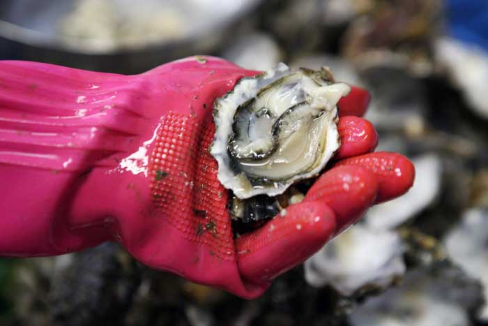 겨울철 굴 섭취 시 주의사항
