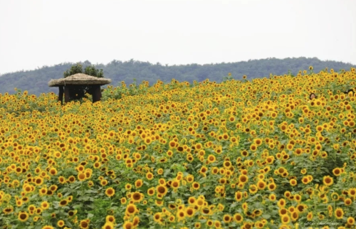국내 여름 휴가지