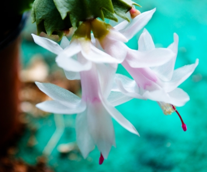 겨울 꽃 게발선인장