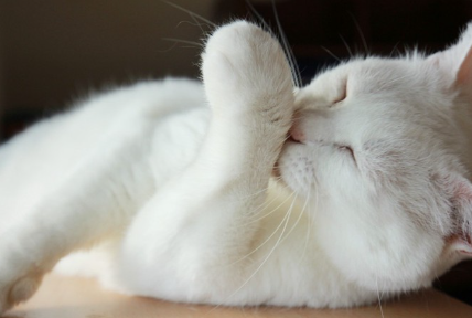지각 과민한 털을 가지고 있는 고양이.