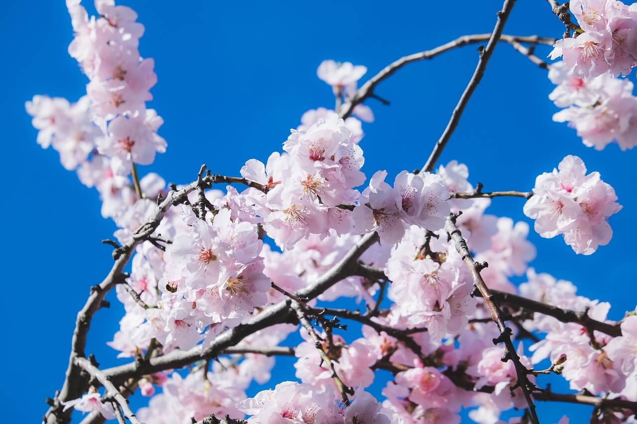 cherry blossom