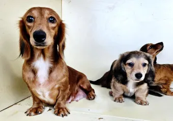 닥스훈트 순종 가격 성격 분양가격 장단점_17