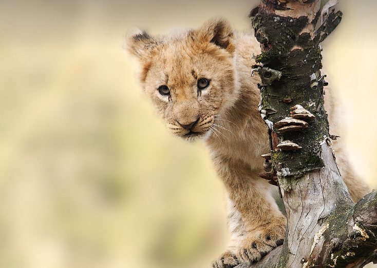 사자 나오는 꿈 해몽