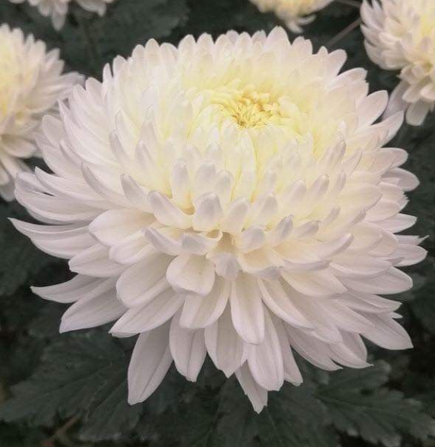 가을에 피는 꽃 종류 코스모스-국화