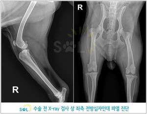 강아지 십자인대 파열: 원인, 증상, 진단, 치료
