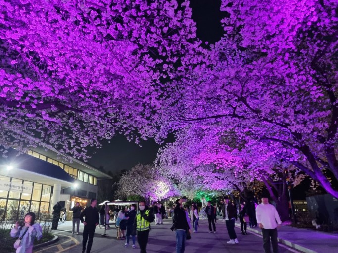 여의도 벚꽃축제, 봄을 온몸으로 느껴보세요~