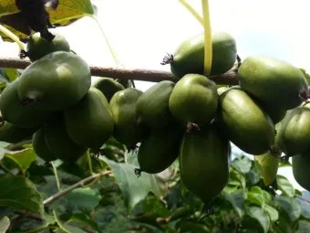 다래 재배 수분수 배치 덩굴 유인 겨울 보호_12