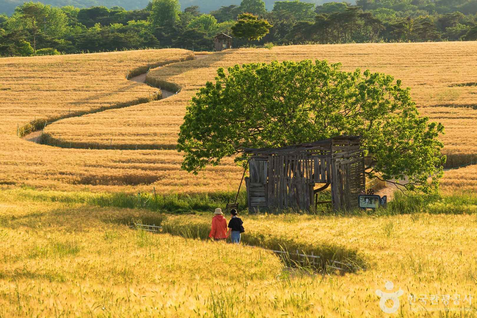 고창 보리나라 학원농장