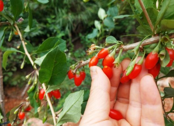 구기자 나무 열매 효능