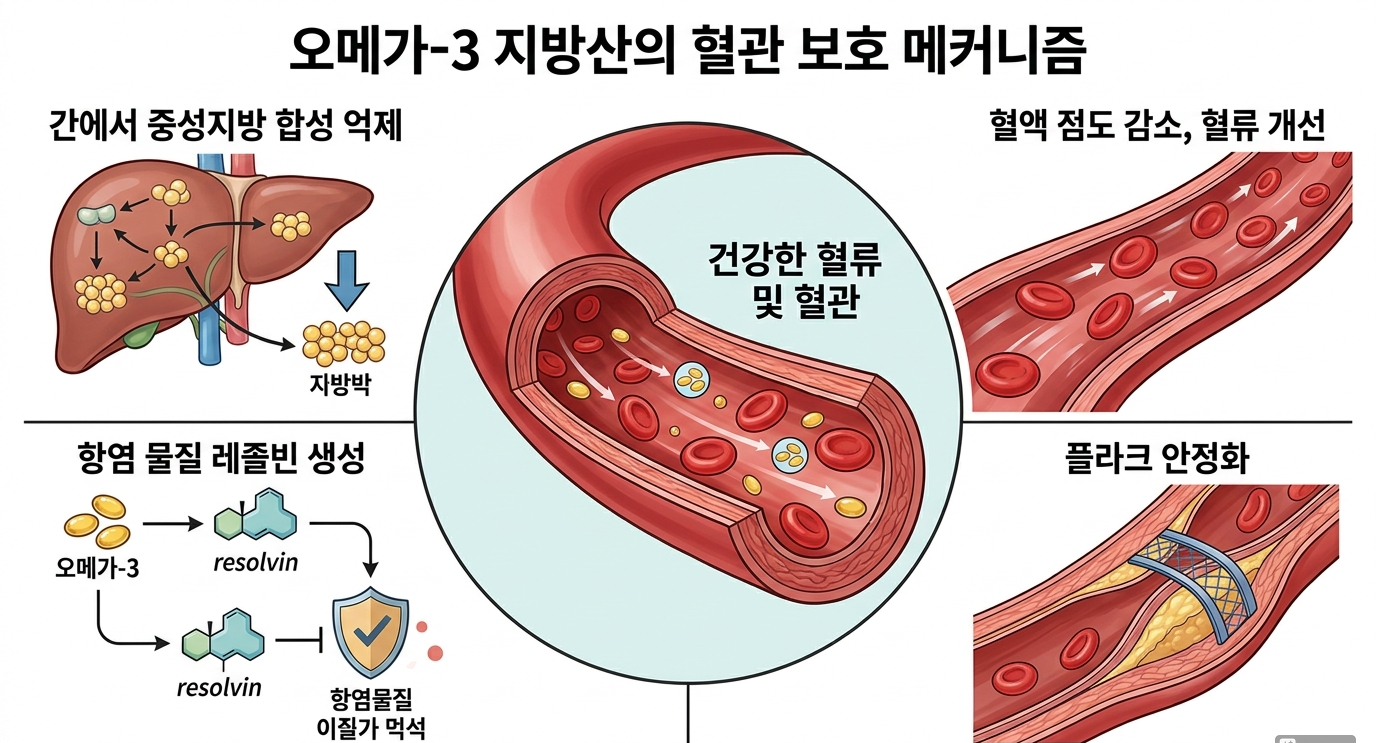 오메가3의 혈관 보호 메커니즘