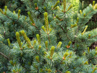 섬잣나무 (Pinus parviflora) – 푸른빛이 도는 부드러운 바늘잎이 다섯 장씩 묶여 있는 우아한 침엽수. 둥글고 단단한 솔방울을 가지며, 수형은 부드럽게 퍼지는 형태로 성장. 회갈색의 거친 수피가 특징.