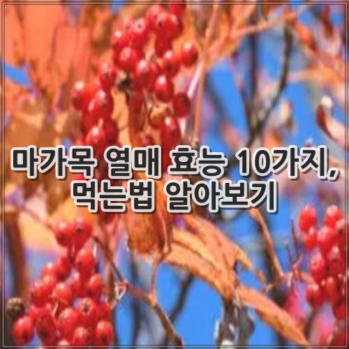 마가목 열매 효능 10가지, 먹는법 알아보기