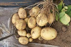 감자의효능