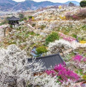 광양매화축제