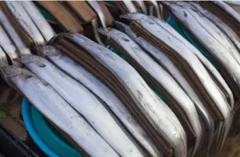 제주 갈치 가격 및 효능, 영양성분