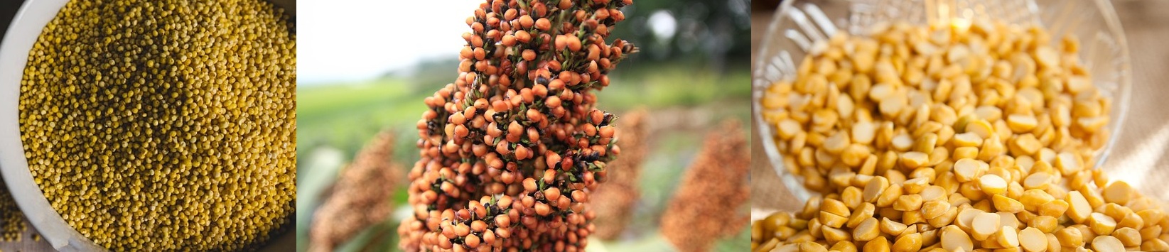 기장_수수_렌틸콩