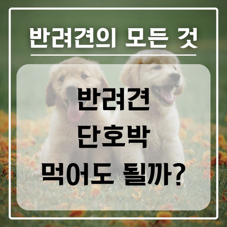반려견 단호박 급여 가능 여부, 적정량, 주의사항