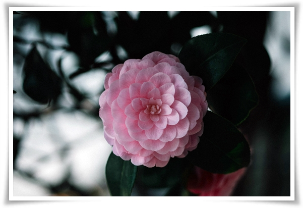 "동백꽃" 겨울의 끝 봄의 우아함을 담은 붉은 보석!