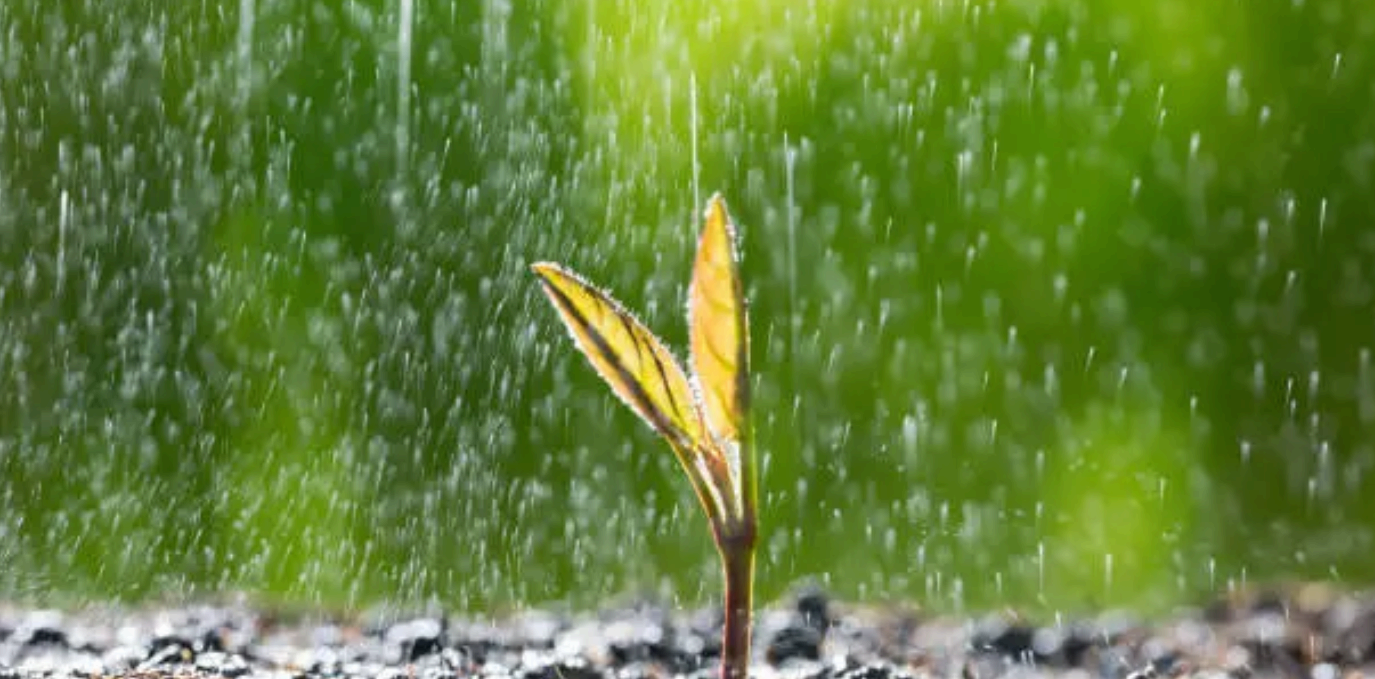 싱그러운 봄비 속에서 싹이 트는 모습