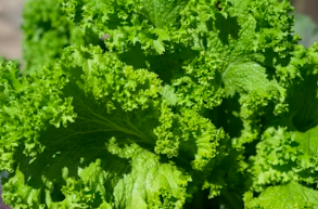 탱글탱글한 봄 주꾸미 손질부터 양념까지! 전분가루 코팅으로 감칠맛 잡는 법