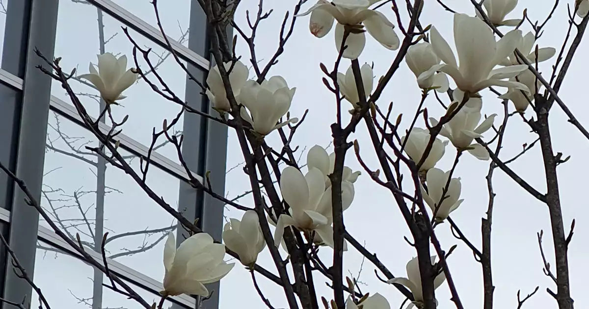 봄에 피는 흰색 꽃 목련