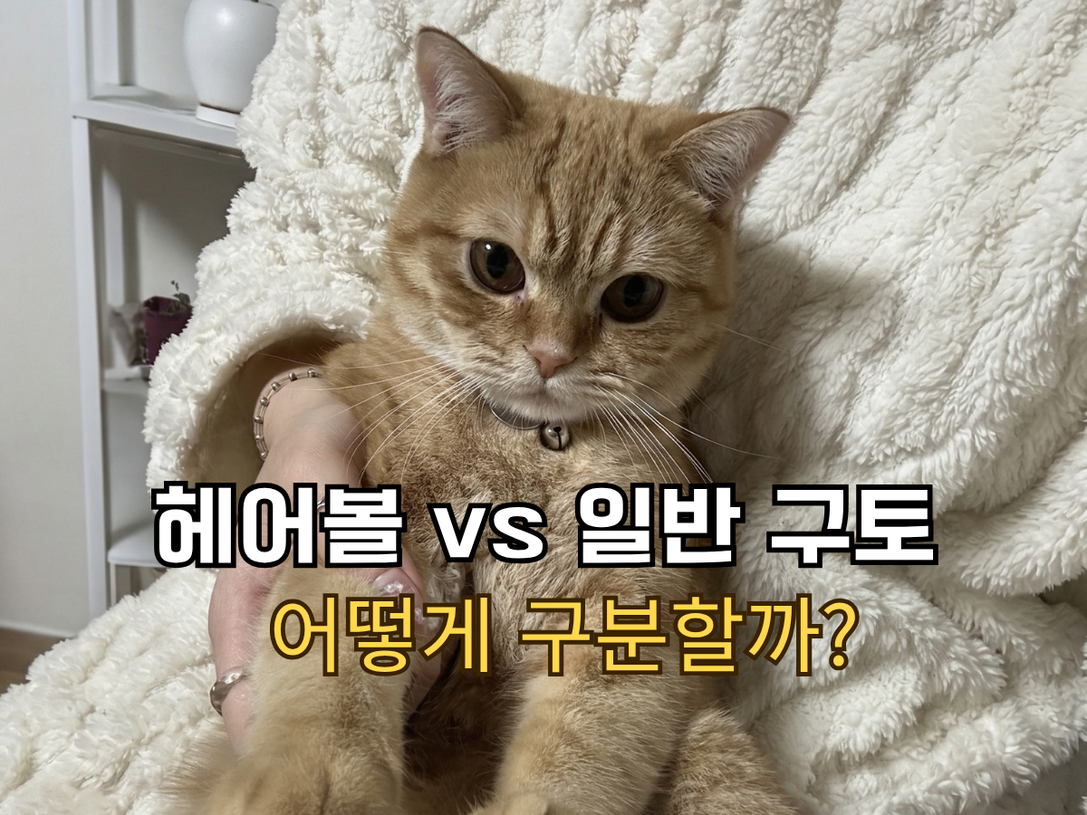 푹신한 흰색의자에서 집사품에 안긴 치즈 고양이 뽀리 사진 위로 '헤어볼 vs 일반 구토 어떻게 구분할까?'라고 적힌 블로그 썸네일
