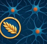 카무트 효소 효능