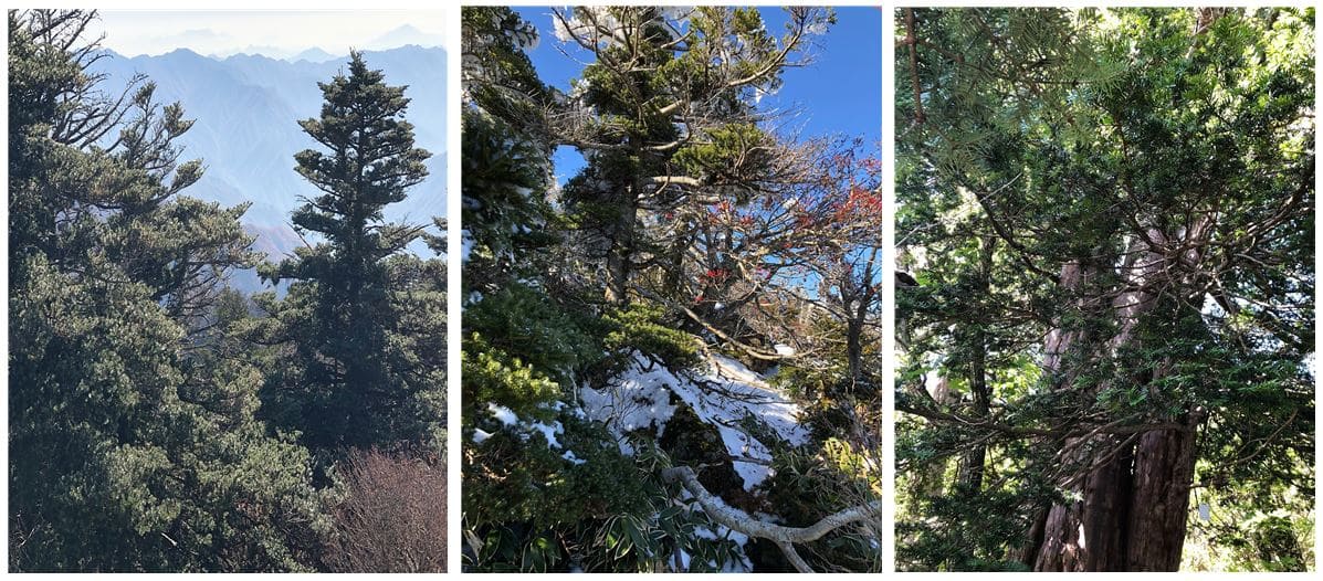 심산(深山)의 구상나무 향 [허찬국] 