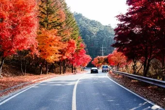 가을 단풍 명소 대중교통 걷기 코스 무료주차 팁_9