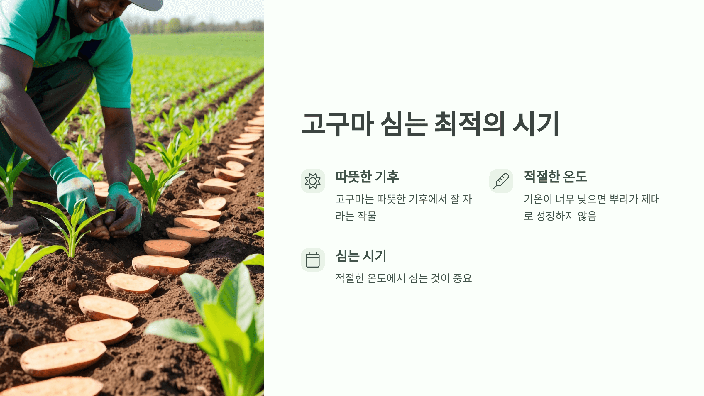 고구마 사진입니다.