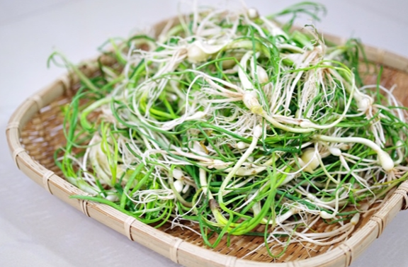 계절별 면역력 높이는 식품과 생활습관 : 달래