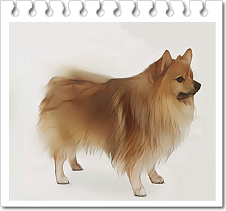스피츠 타입견.저먼 스피츠(German Spitz)