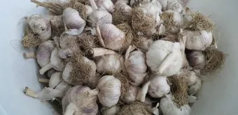 통마늘 지퍼백 보관 효과 오래 보관하는 방법_3