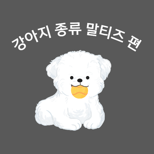 강아지종류말티즈편