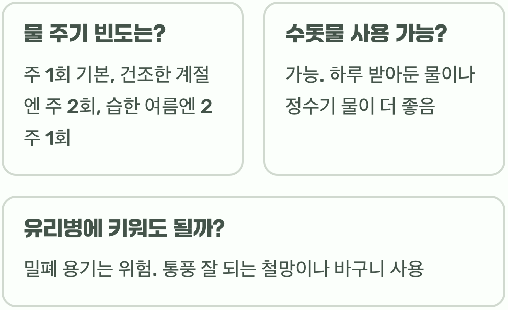 초보 식집사 필독! 이오난사 죽이지 않고 키우는 법 A to Z (물주기, 햇빛)