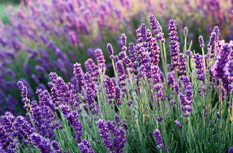 2025 퍼플섬 라벤더 축제