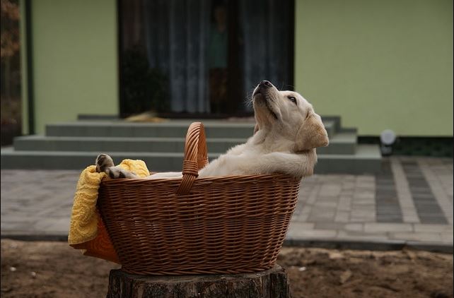 작고 귀여운 강아지가 작은 바구니 속에 담겨져 사람이 마치 노천탕이나 욕조에서 사우나를 하듯 하늘을 보고 누워있는 장면의 재미있는 사진