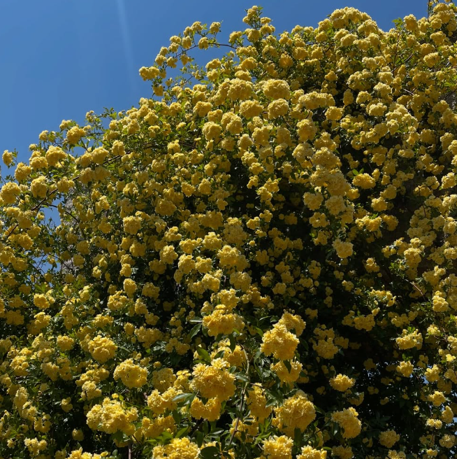 창원 진해 보타닉뮤지엄 목향장미 개화현황, 입장료 및 주차정보