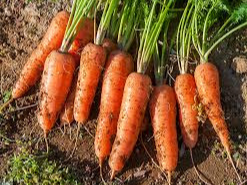 당근 심는 시기