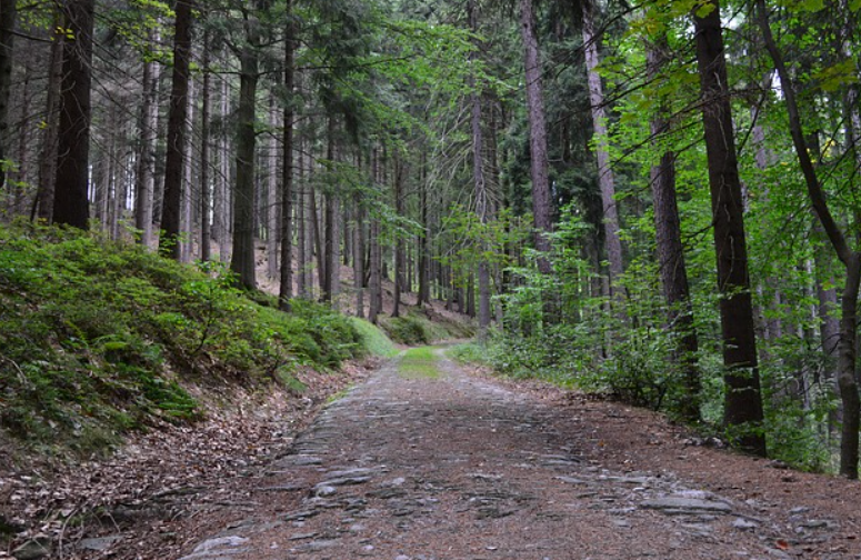 장성 축령산 치유의 숲
